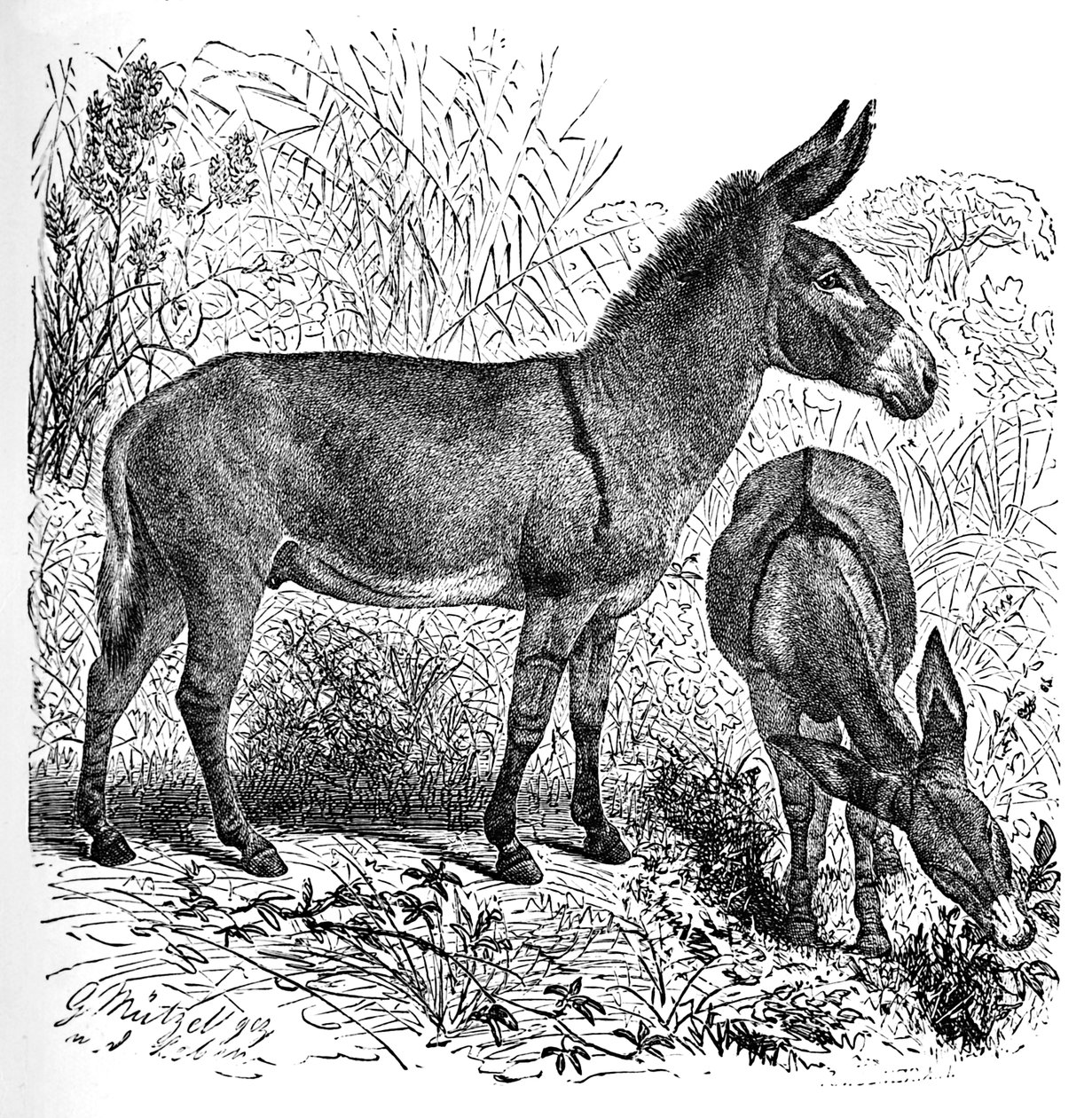 African Wild Ass, c1900 av Helena J. Maguire