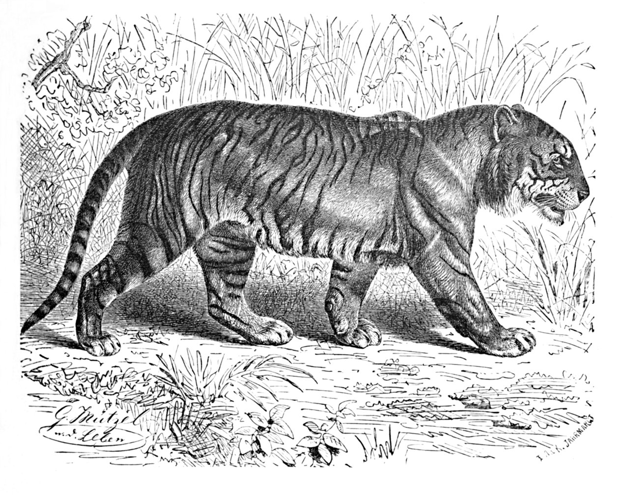 Bengal Tiger, c1900 av Helena J. Maguire