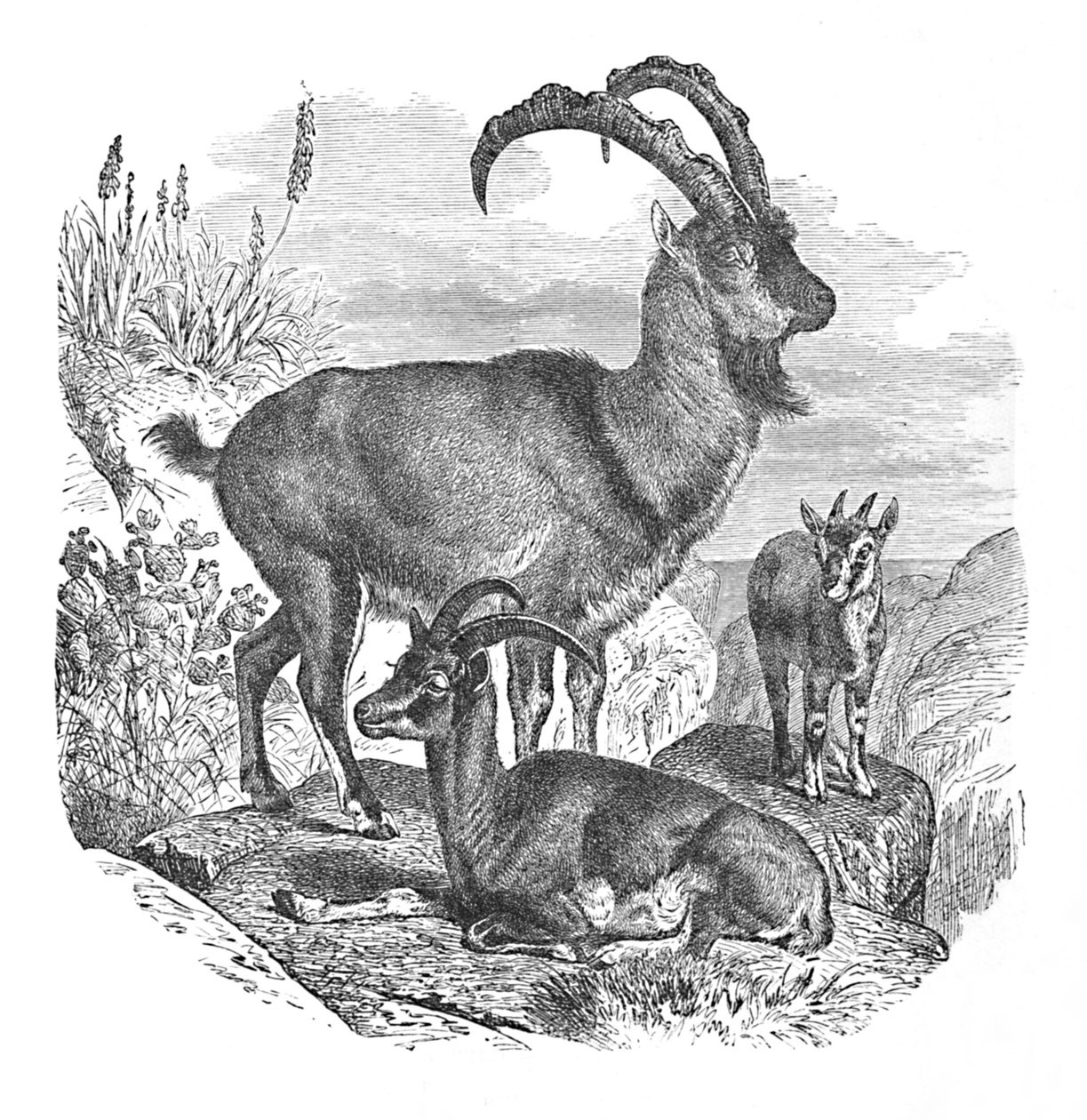 Persiska vildgetter, c1900 av Helena J. Maguire