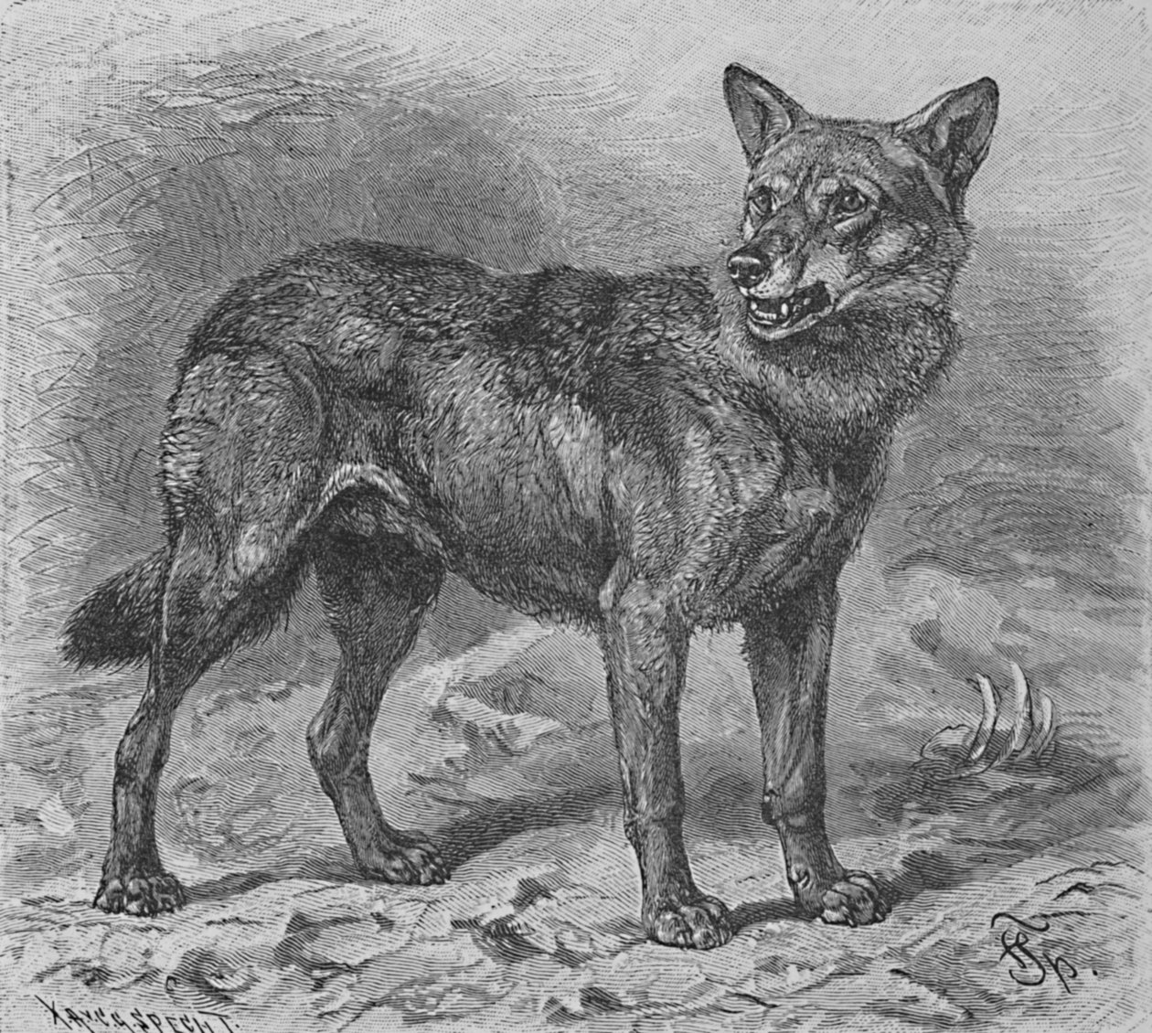 Vargen, c1900 av Helena J. Maguire