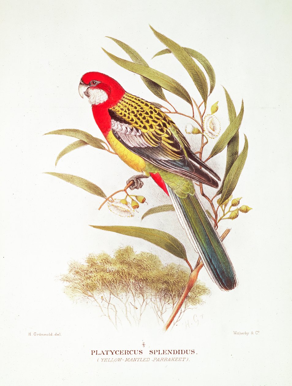 Yellow-Mantled Parakeet från "Birds of Australia" av Gregory Macalister Mathews (1876-1949) och Tom Iredale (1880-1972). av Hendrik Gronvold