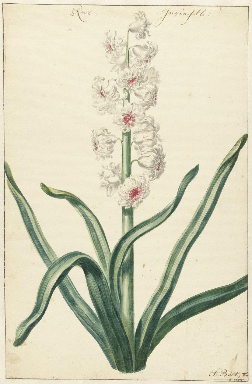 Witte hyacint Rose Invisible (titel på objekt) av Hendrik Budde