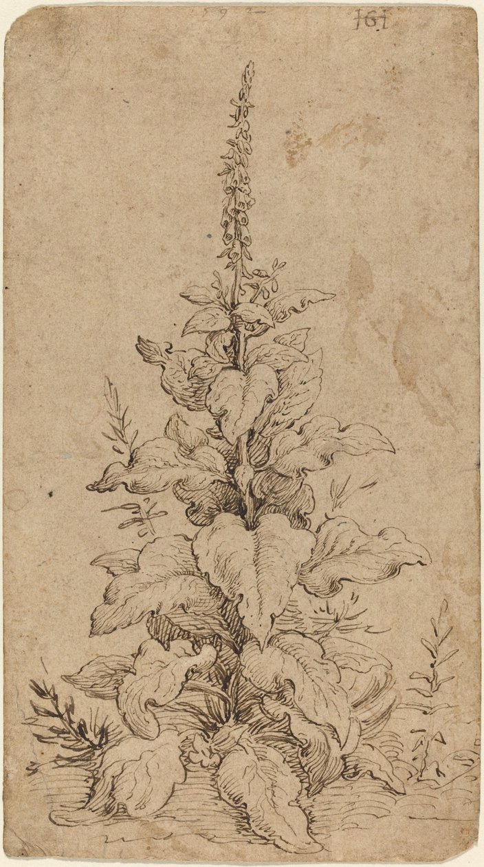 En Foxglove i blom av Hendrik Goltzius