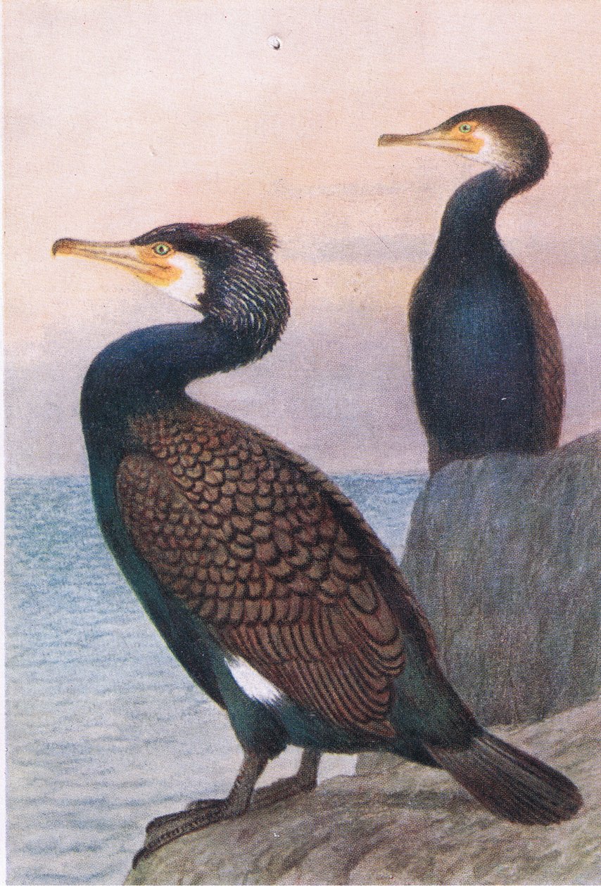 Skarv, vykort, 1930-tal av Hendrik Gronvold