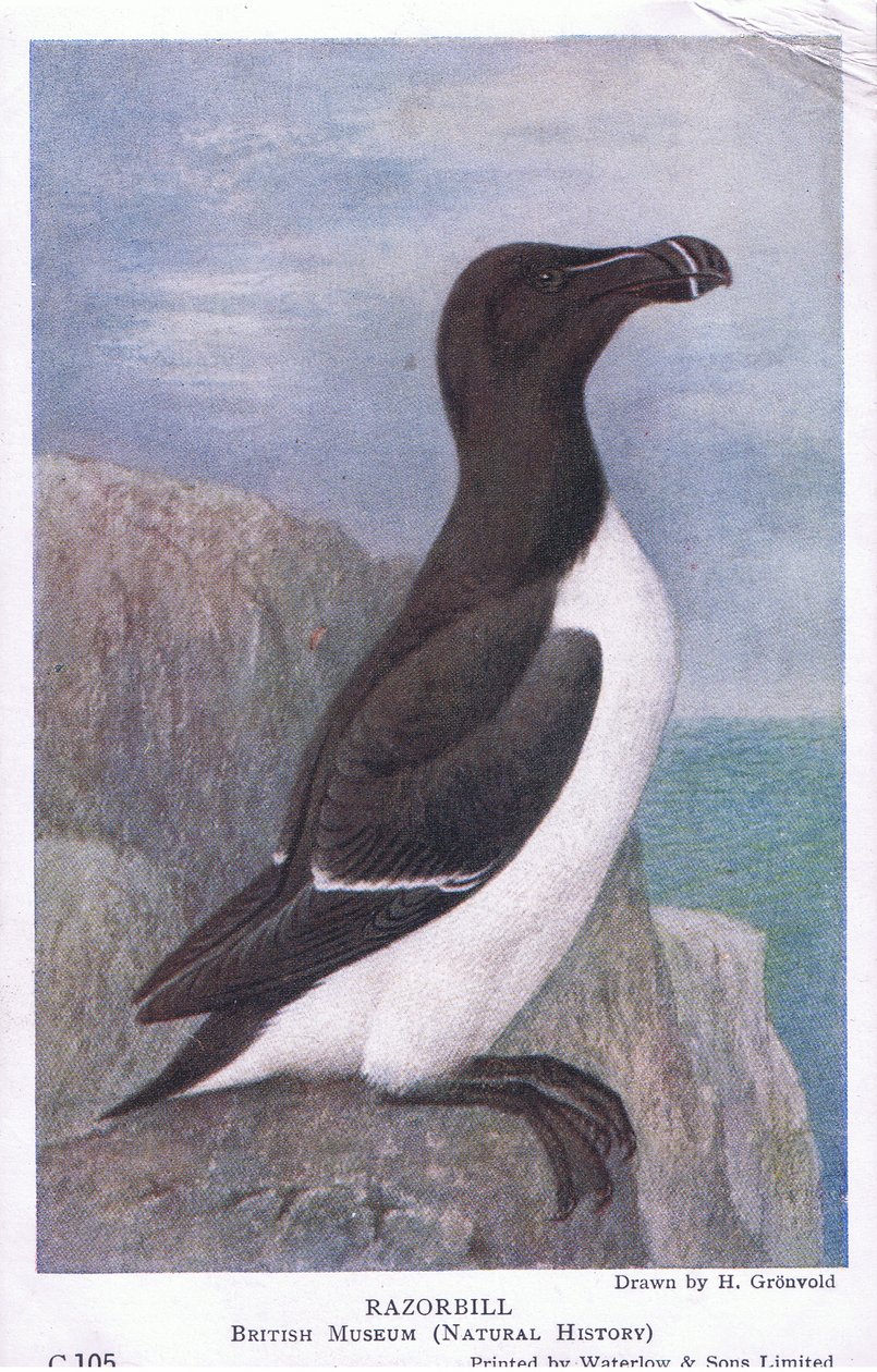 Razorbill, vykort, 1930-tal av Hendrik Gronvold