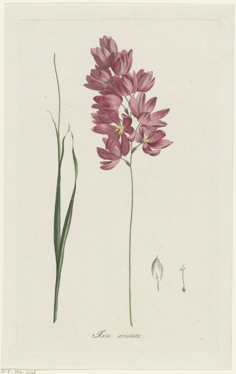 Ixia patens Farfar Ixia aristata (titel på objekt) av Hendrik Schwegman