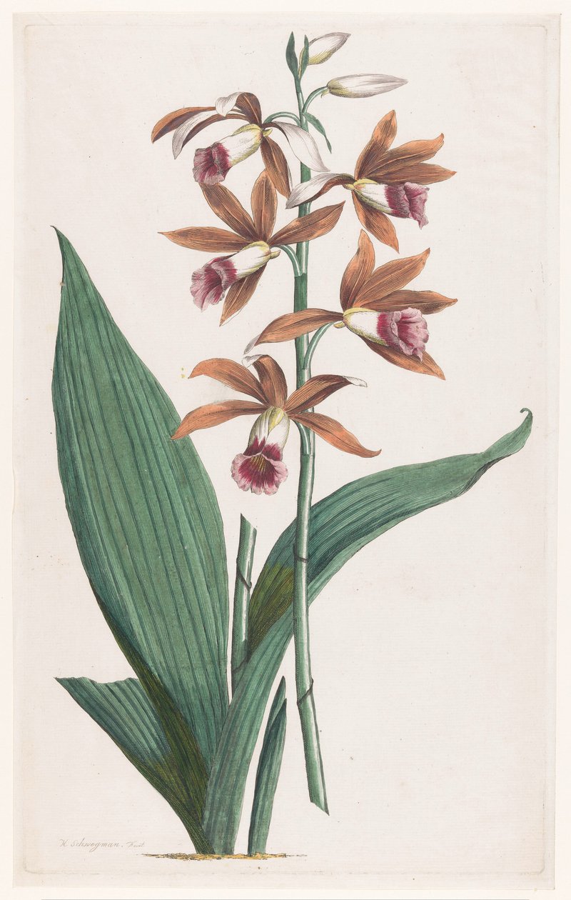Moerasorchidee Limodorum Tankervilliae (titel på objekt) av Hendrik Schwegman