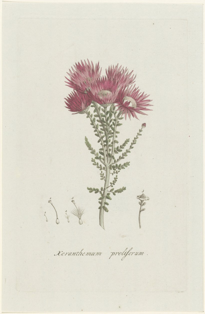 Phaenocoma prolifera Xeranthemum proliferum (titel på objekt) av Hendrik Schwegman