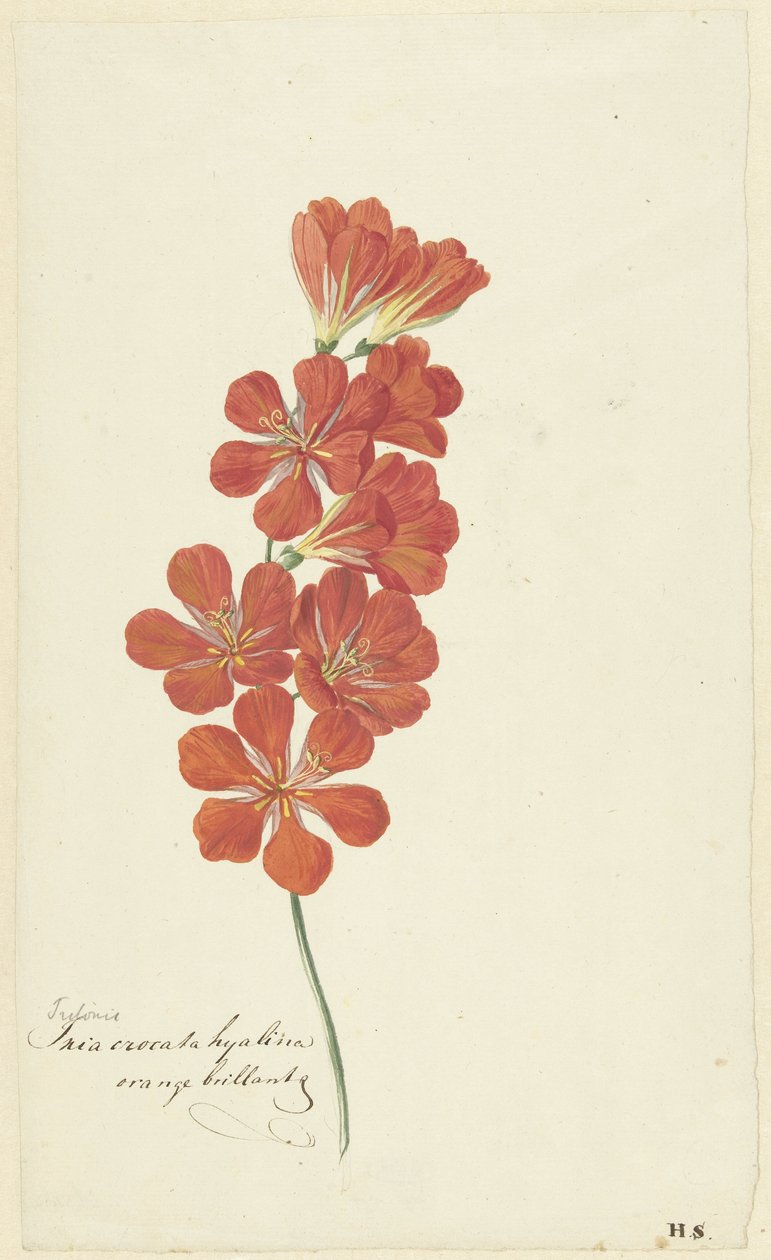 Tritonia Crocata (Flame Freesia) av Hendrik Schwegman