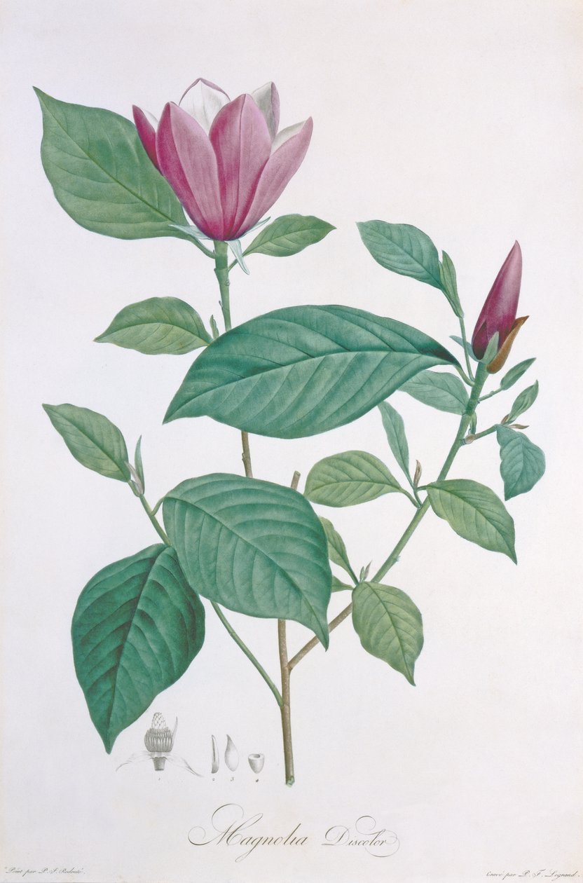 Magnolia discolor, graverad av Legrand av Pierre Joseph Redouté
