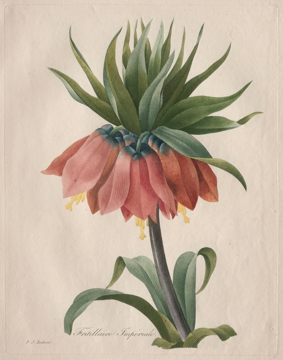 Crown Imperial Fritillary, 1827. av Pierre Joseph Redouté
