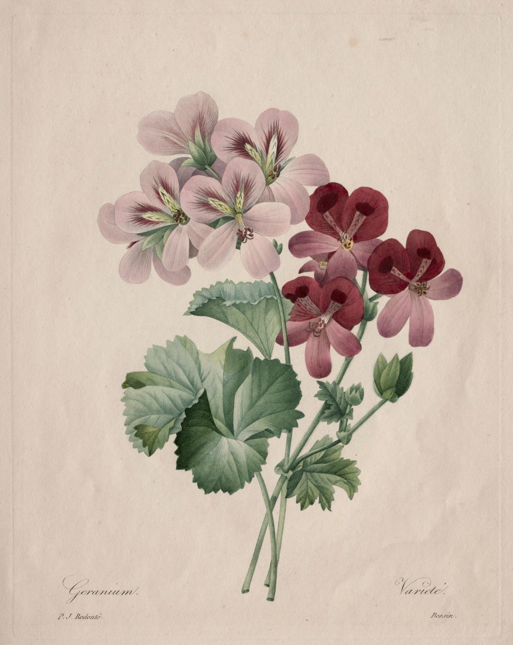 Pelargon, 1827. av Pierre Joseph Redouté