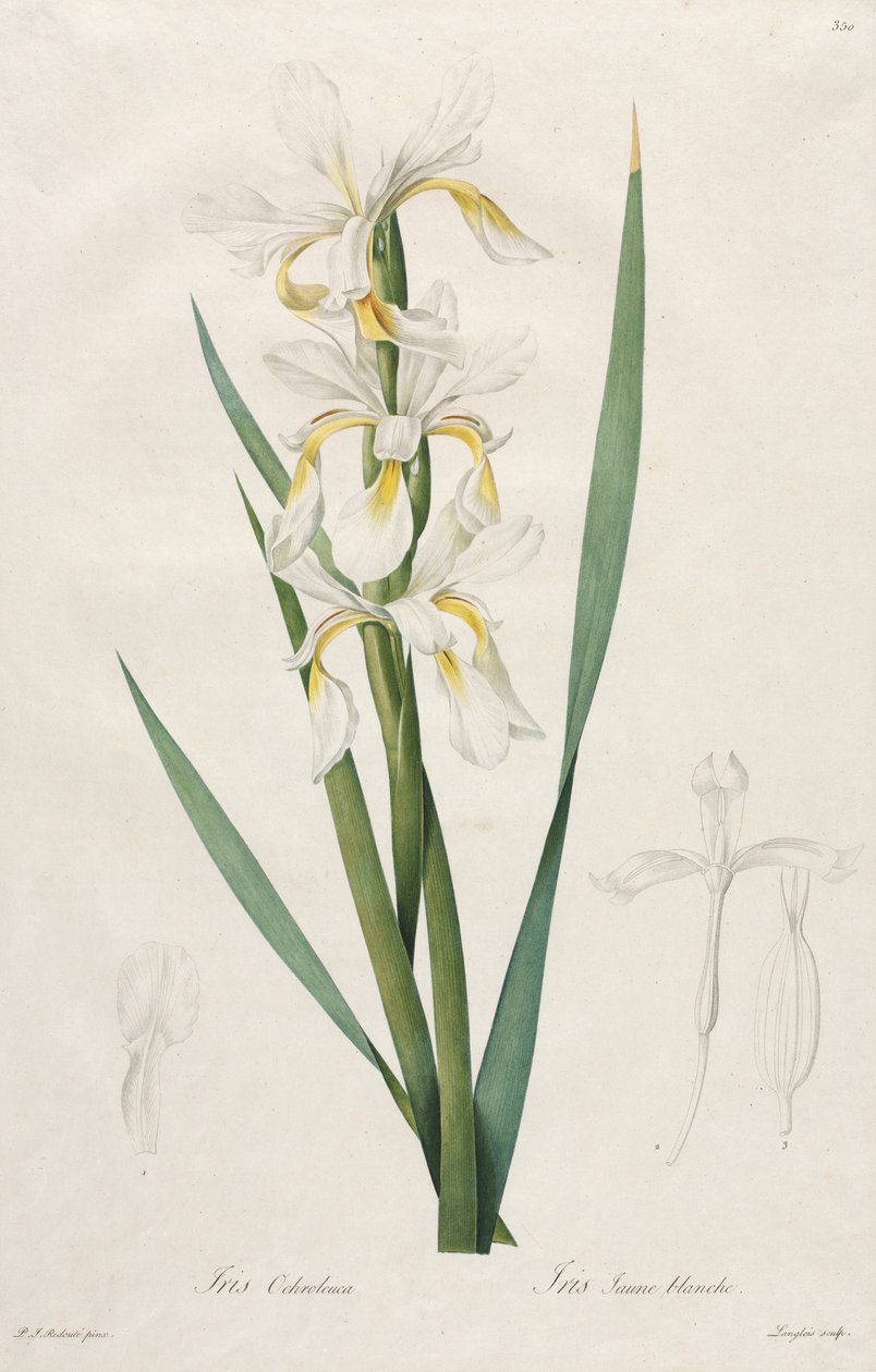 Guldbandig Iris, 1812. av Pierre Joseph Redouté
