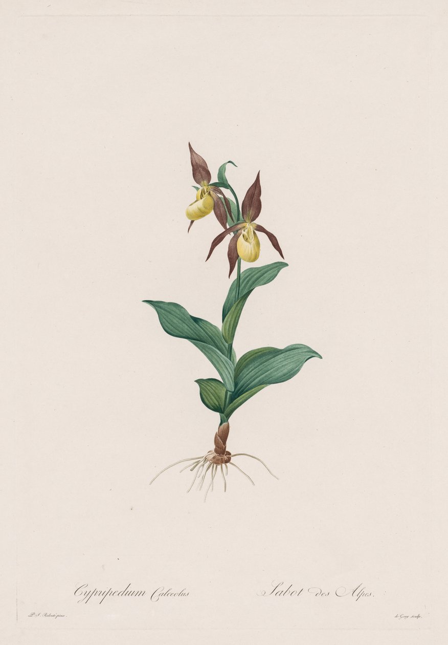 Les Liliacées: Cypripedium sko, 1802-1816. av Pierre Joseph Redouté