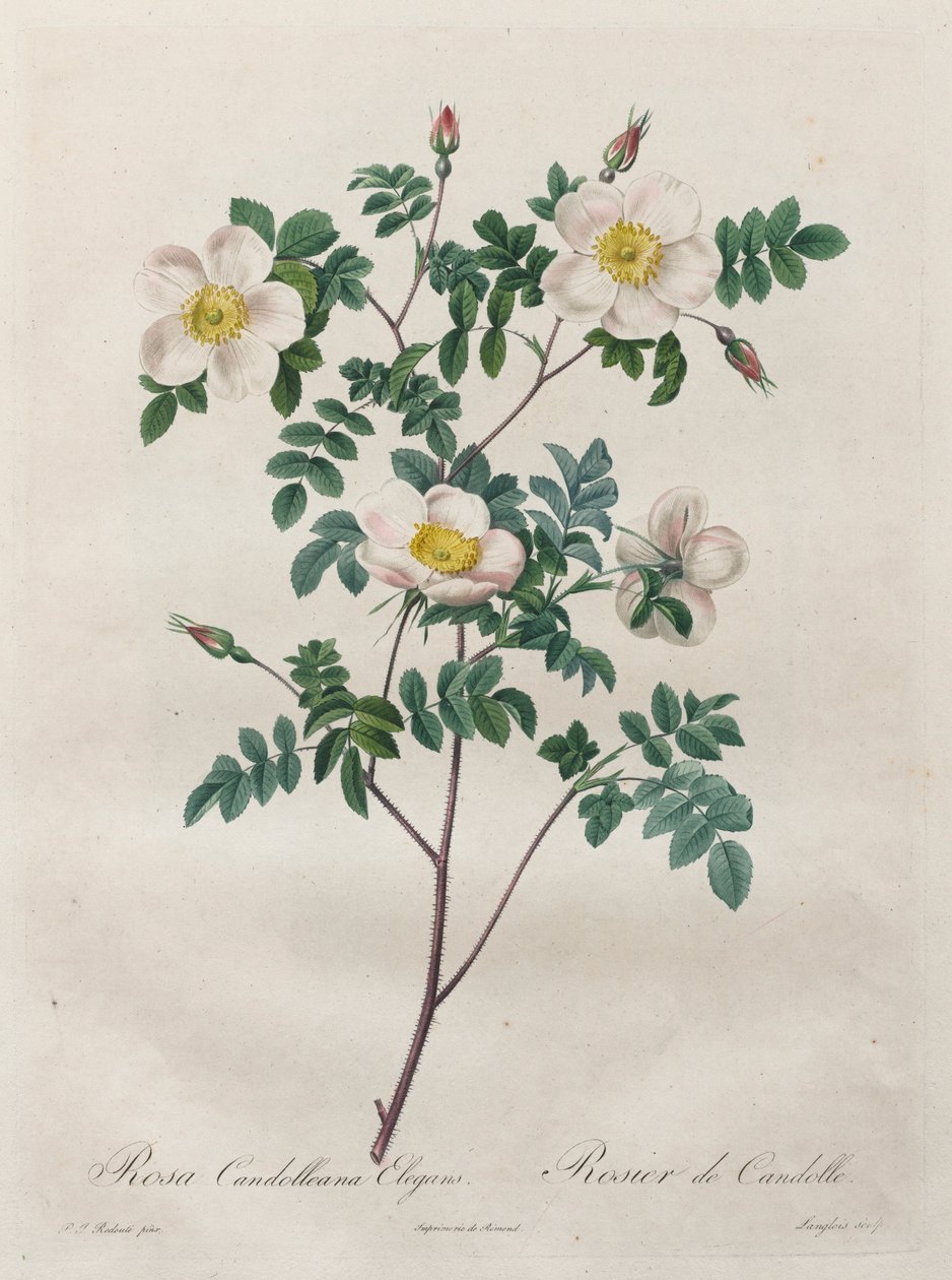 Les Roses: Rosa Candolleana Elegans, 1817-1824. av Pierre Joseph Redouté