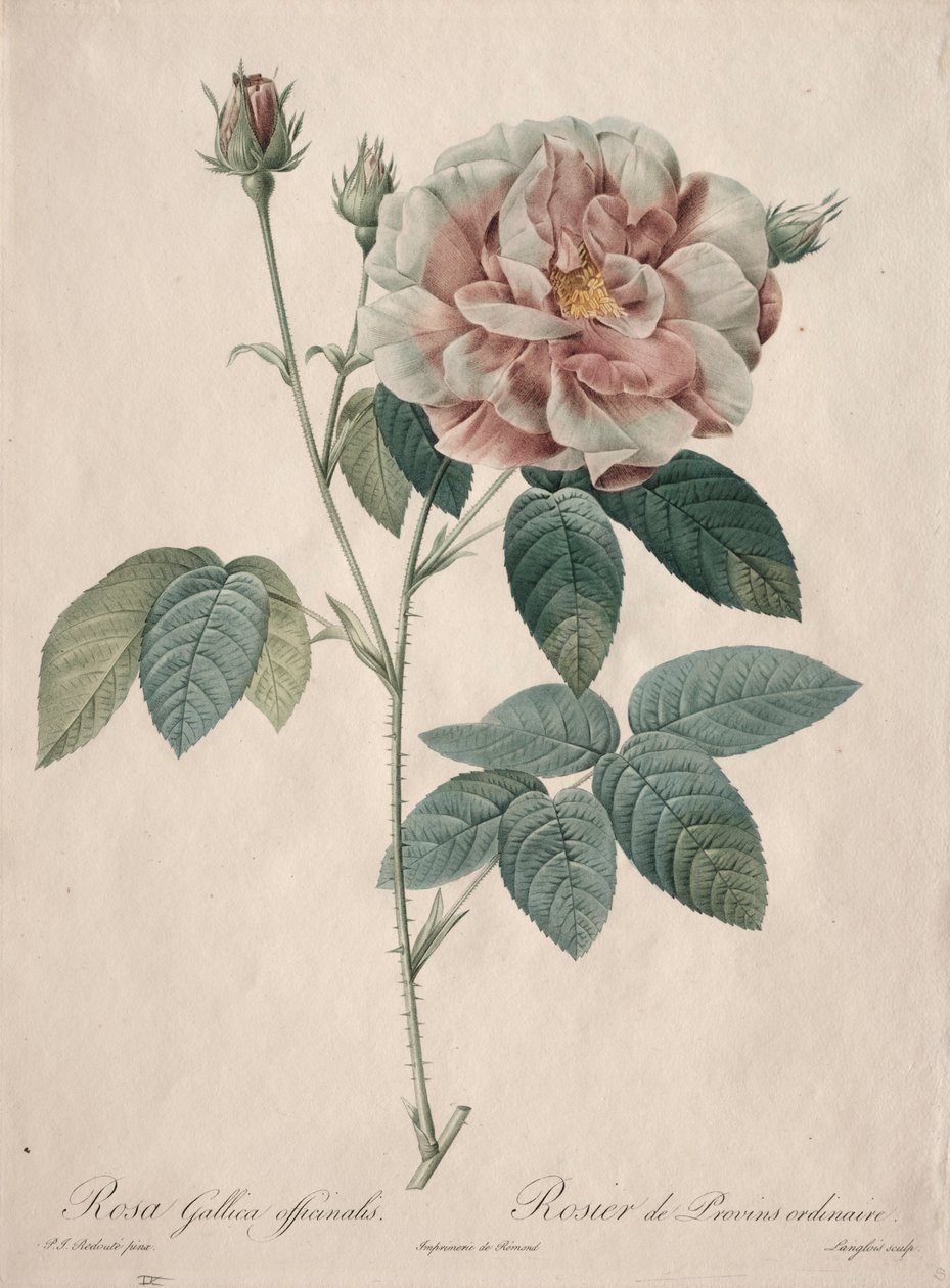 Les Roses: Rosa Gallica, 1817-1824. av Pierre Joseph Redouté