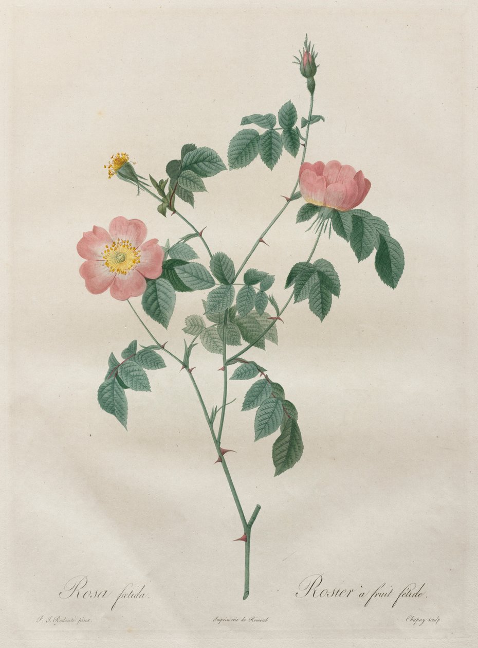 Les Roses: Rosa indica, 1817-1824. av Pierre Joseph Redouté