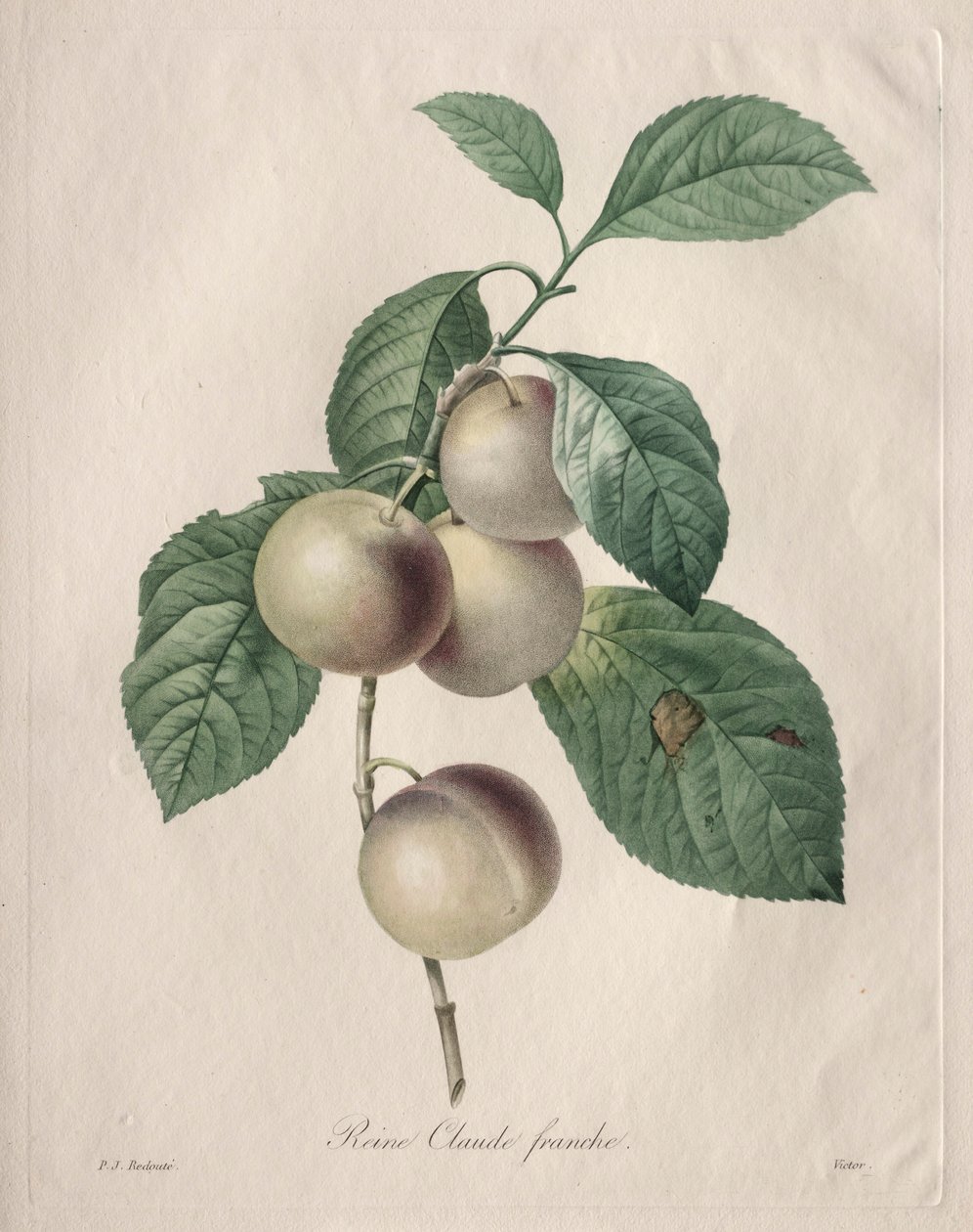 Reine Claude Plum, 1827. av Pierre Joseph Redouté