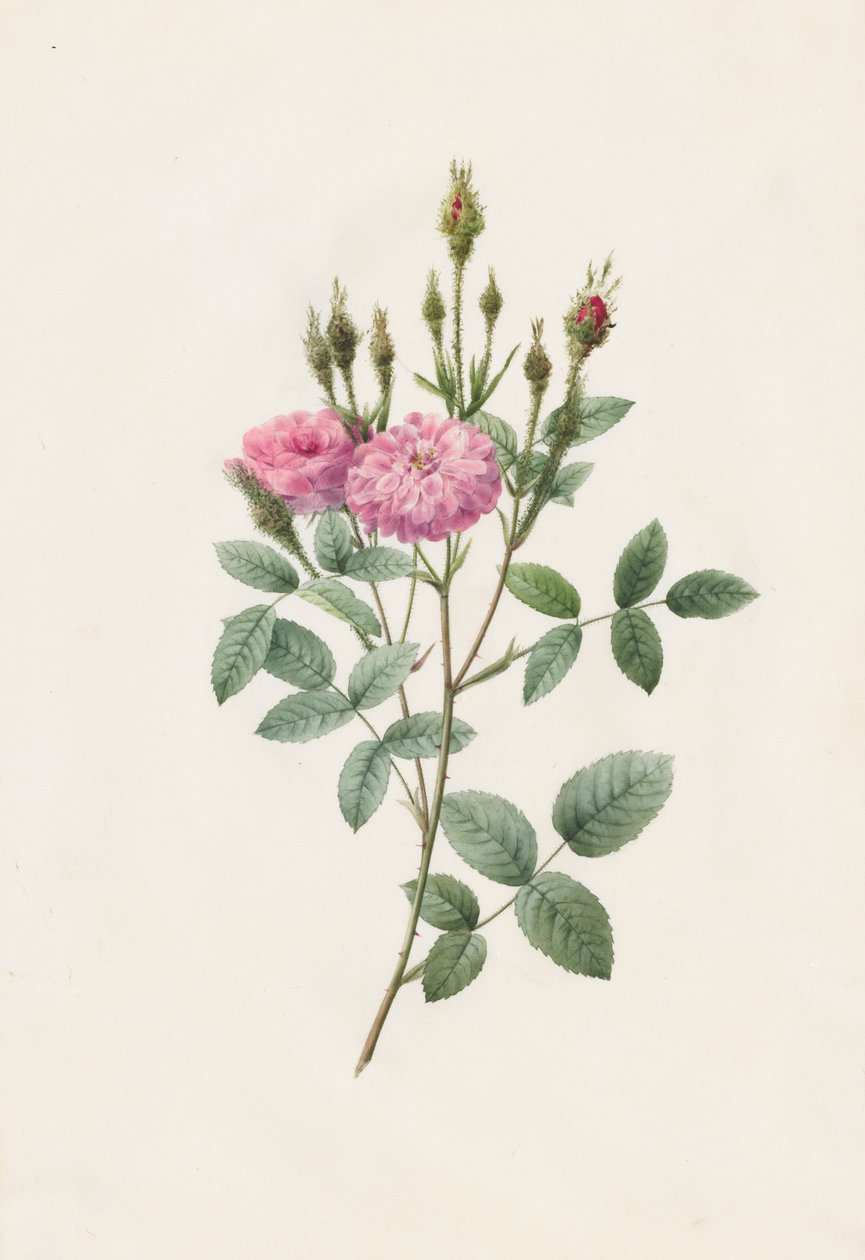 Rosa Pomponiana Muscosa, 1817-1824. av Pierre Joseph Redouté