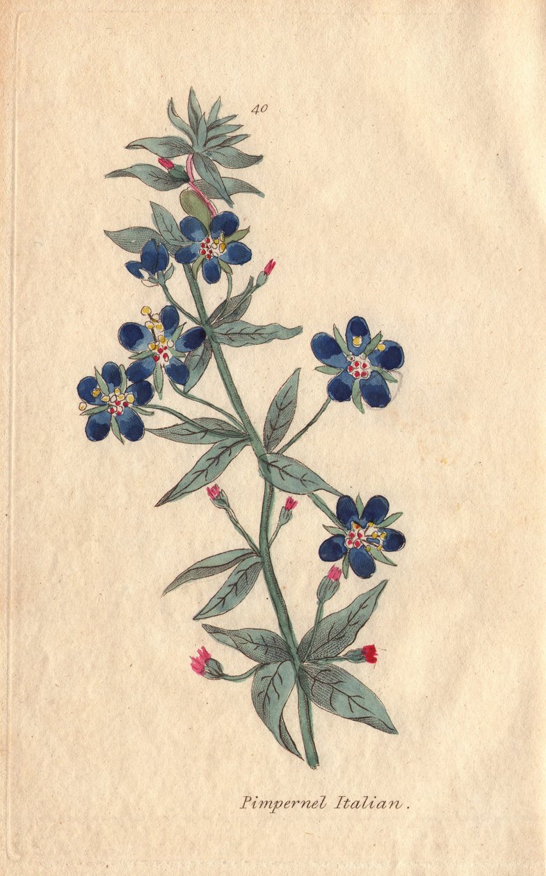 Italiensk pimpernel, Anagallis monellis, blomma av Henrietta Moriarty