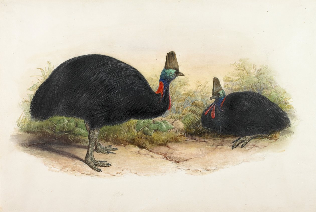Södra Cassowary, Casuarius casuarius av Henry Constantine Richter