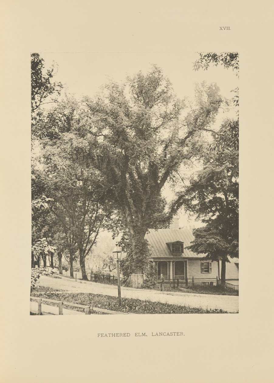 Feathered Elm, Lancaster av Henry Brooks