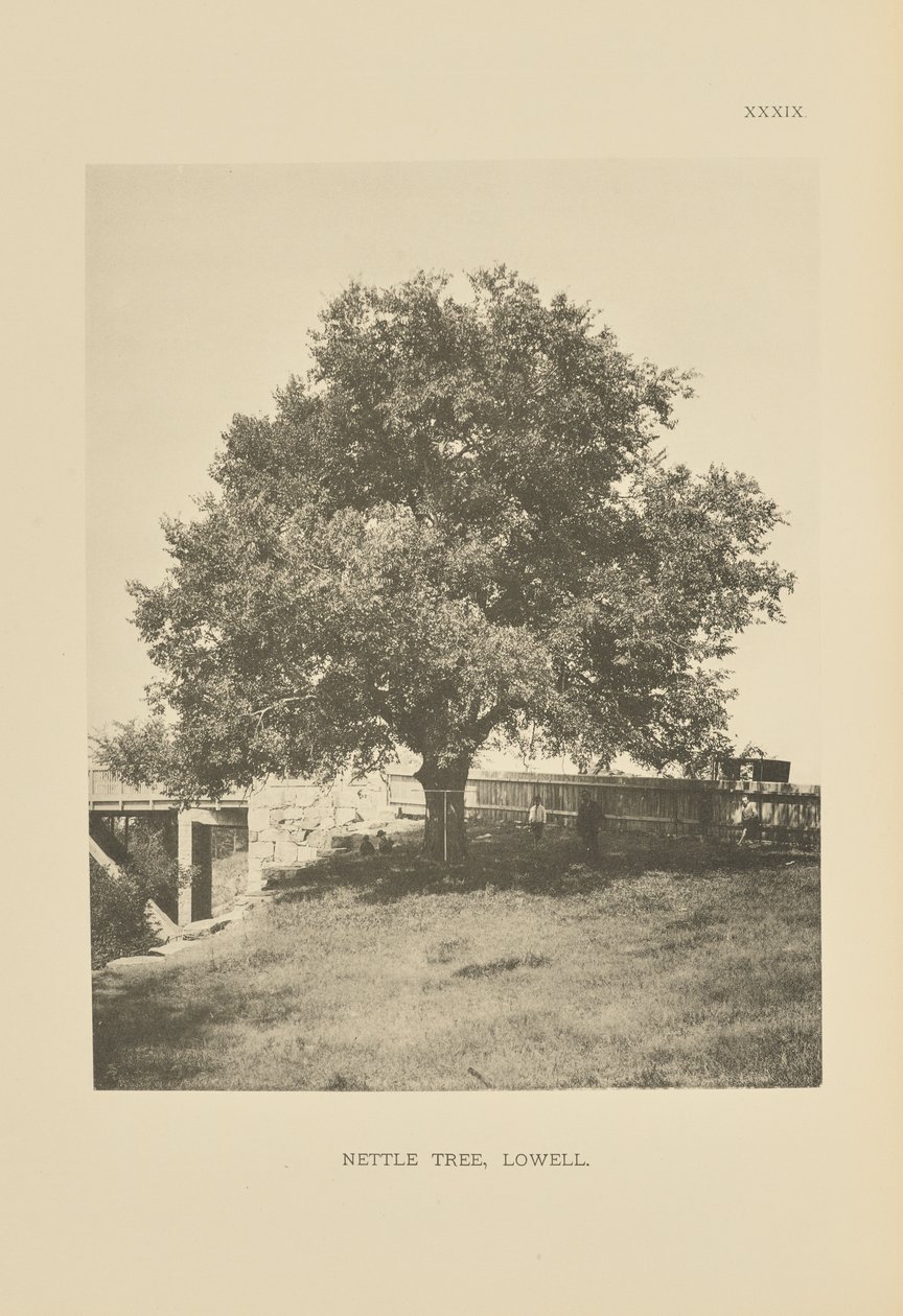 Nässelträdet, Lowell av Henry Brooks