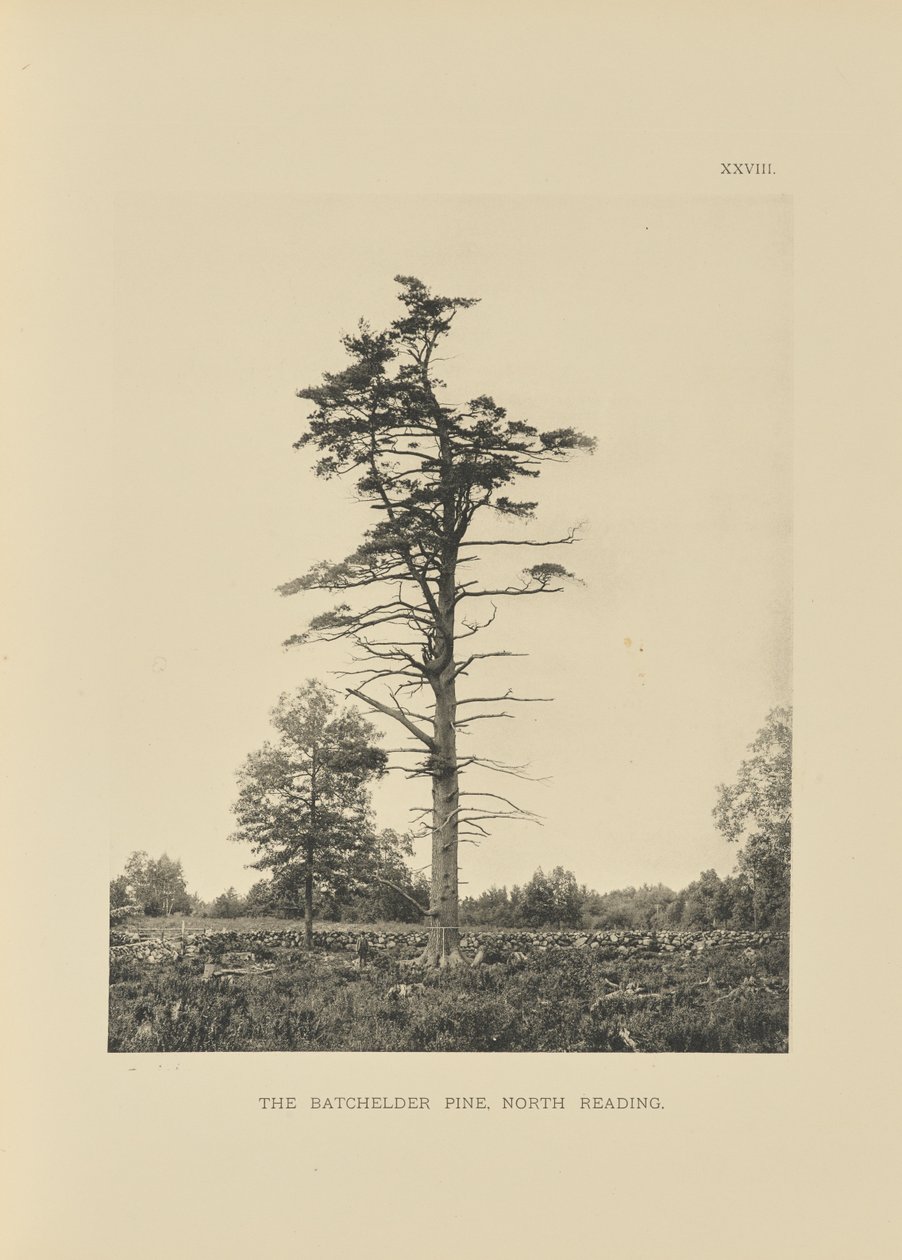 The Batchelder Pine, North Reading av Henry Brooks