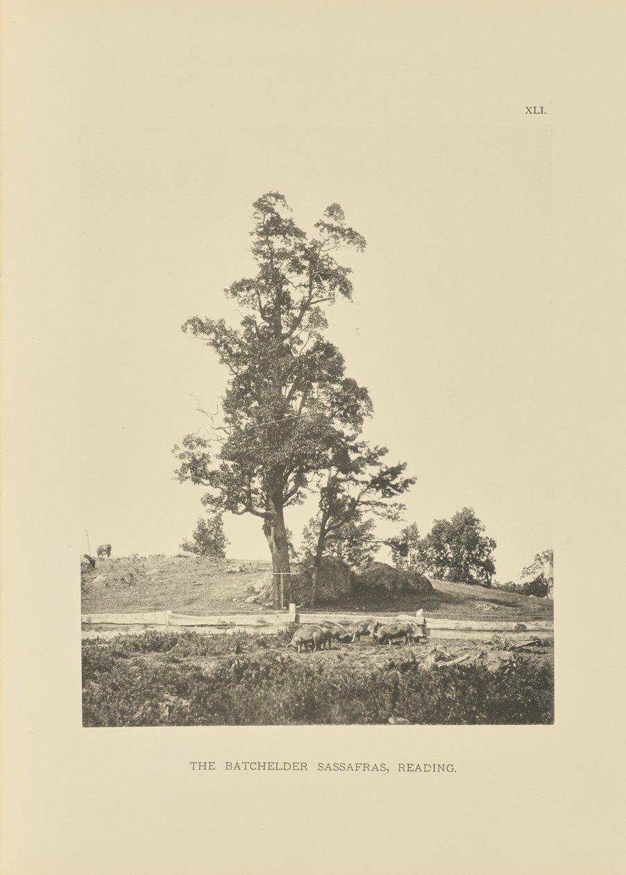 The Batchelder Sassafras, Reading av Henry Brooks
