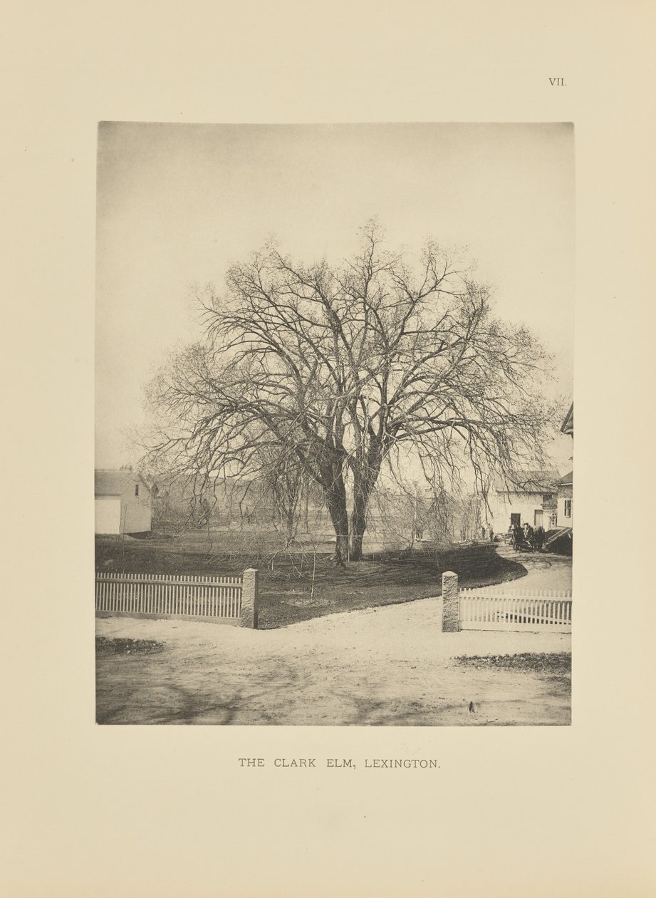 The Clark Elm, Lexington av Henry Brooks