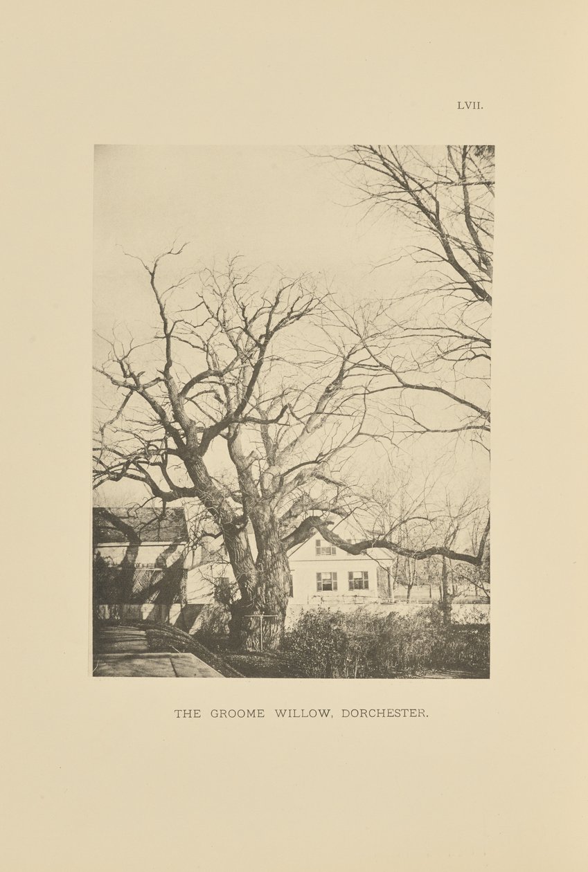 The Groome Willow, Dorchester av Henry Brooks