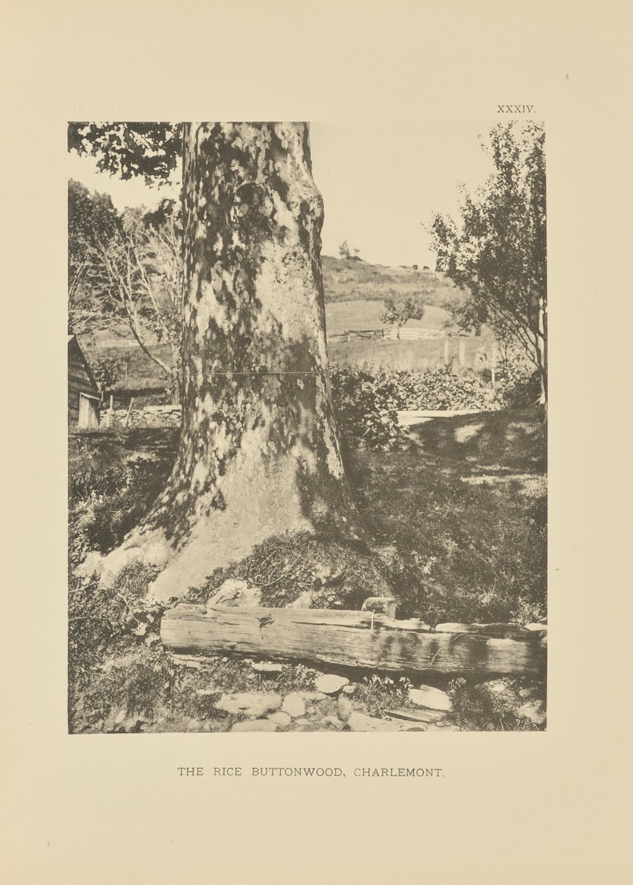 The Rice Buttonwood, Charlemont av Henry Brooks