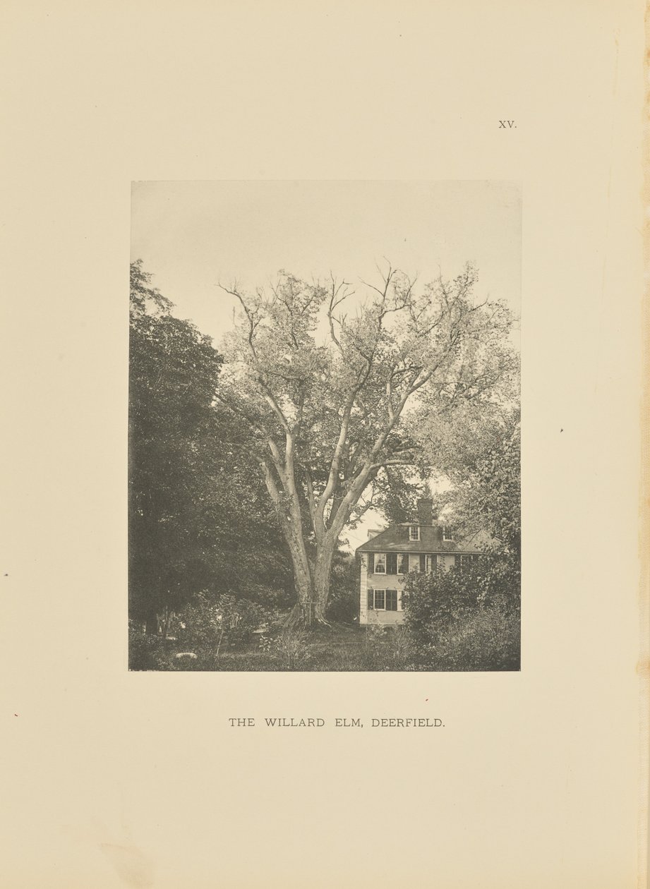 The Willard Elm, Deerfield av Henry Brooks