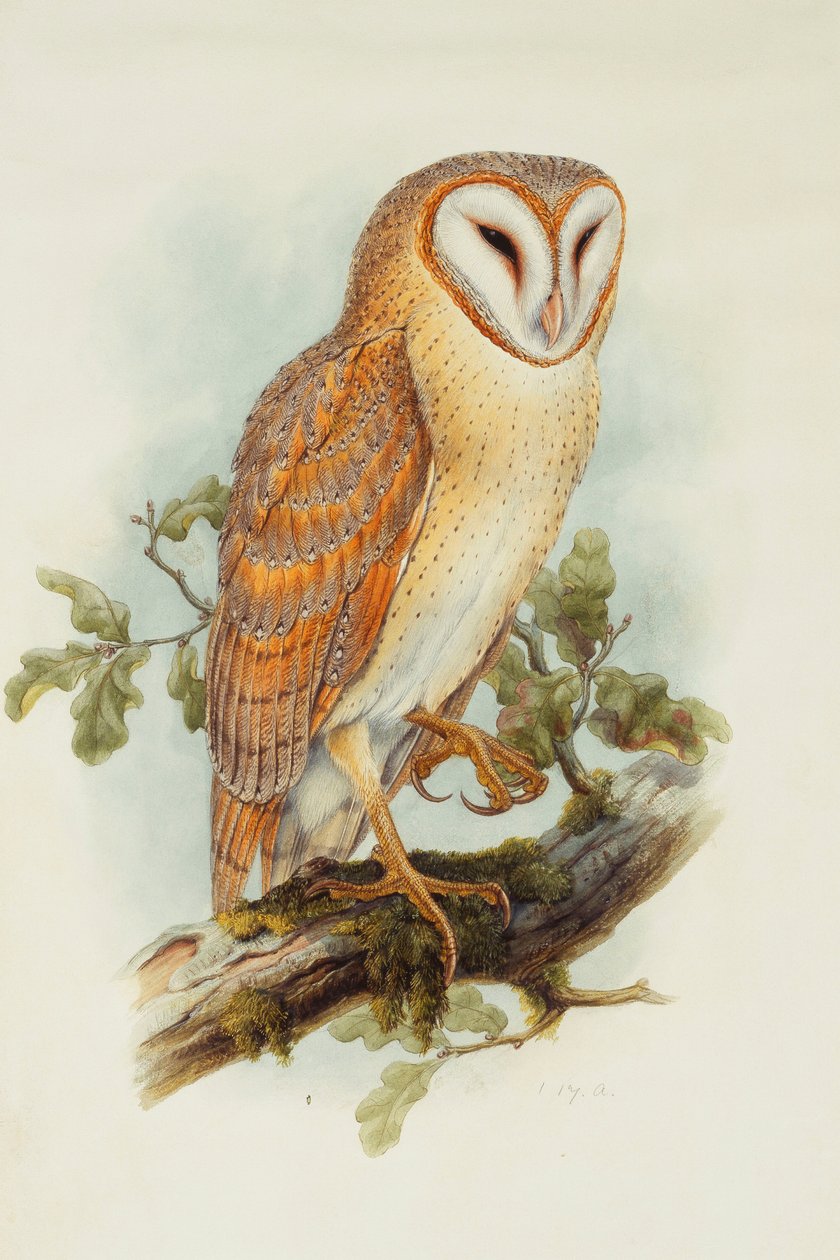 Tornuggla, av Henry Constantine Richter