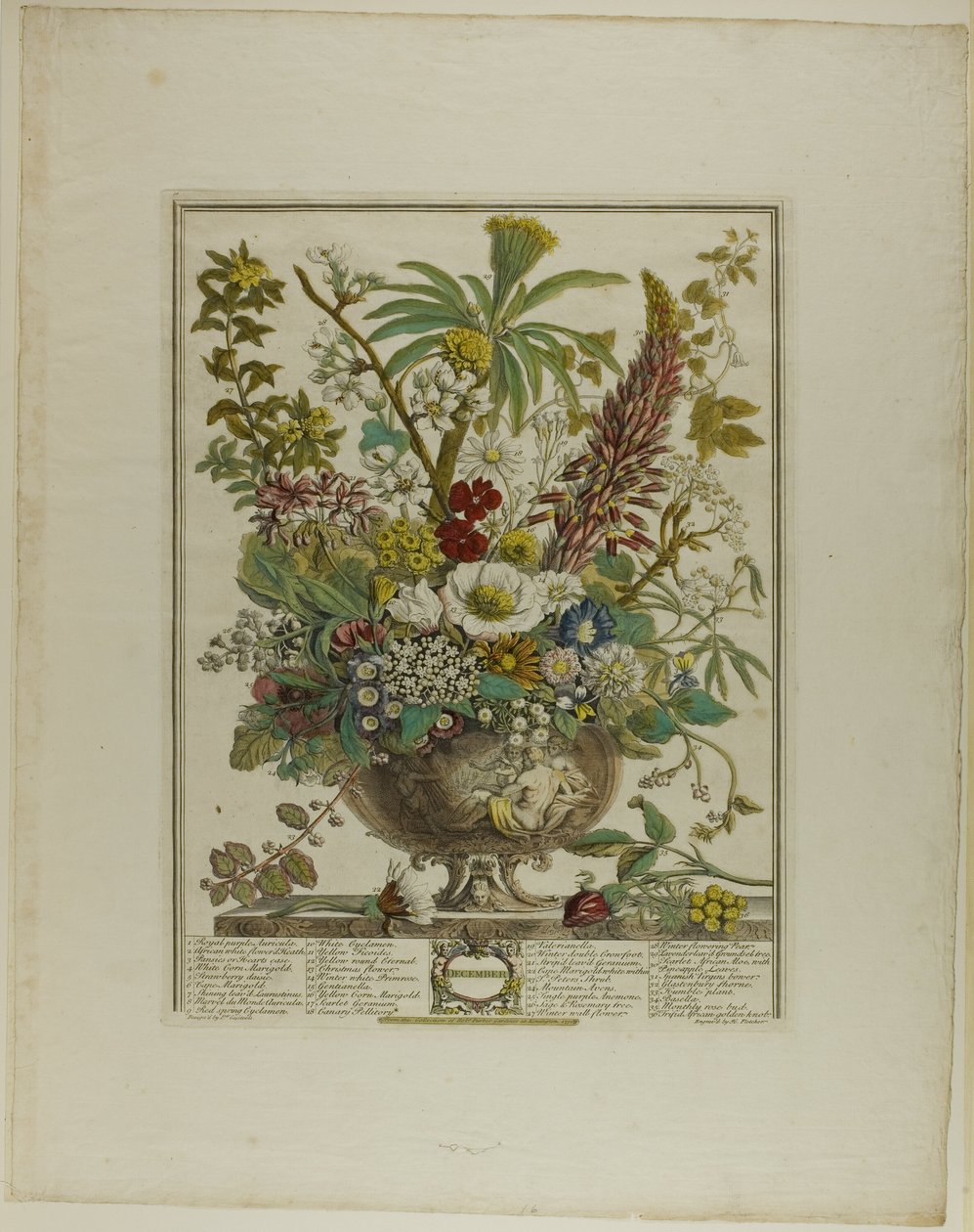 December, från Twelve Months of Flowers av Henry Fletcher