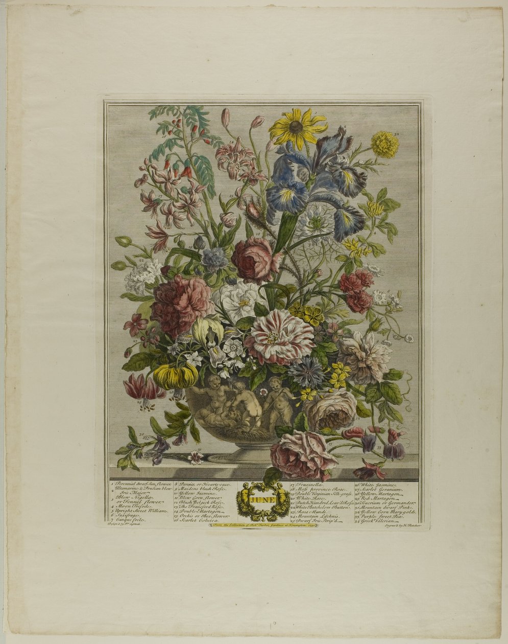 Juni, från Tolv månader av blommor av Henry Fletcher