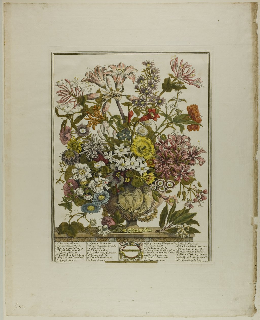 Oktober, från Tolv månader av blommor av Henry Fletcher