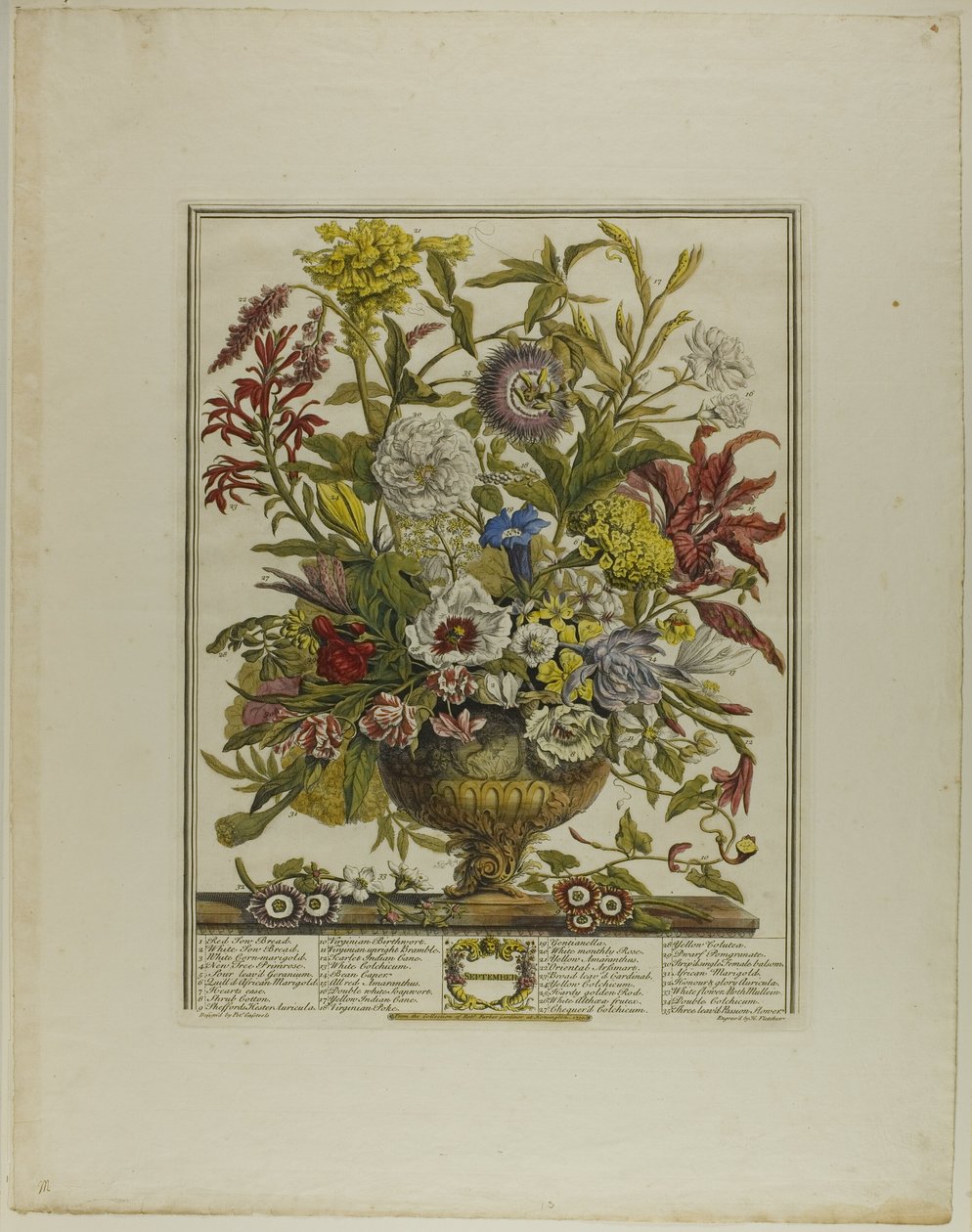 September, från Tolv månader av blommor av Henry Fletcher