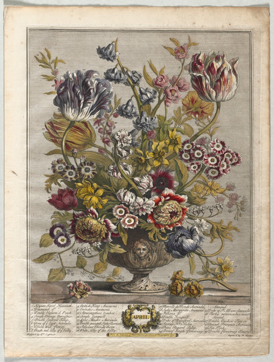 Tolv månaders blommor: april 1730. av Henry Fletcher