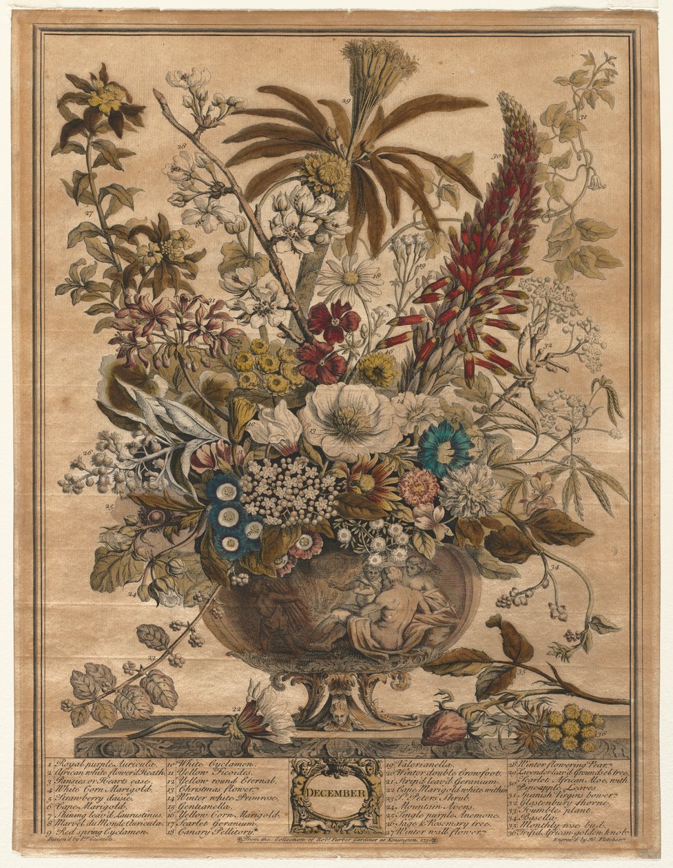Tolv månaders blommor: december av Henry Fletcher