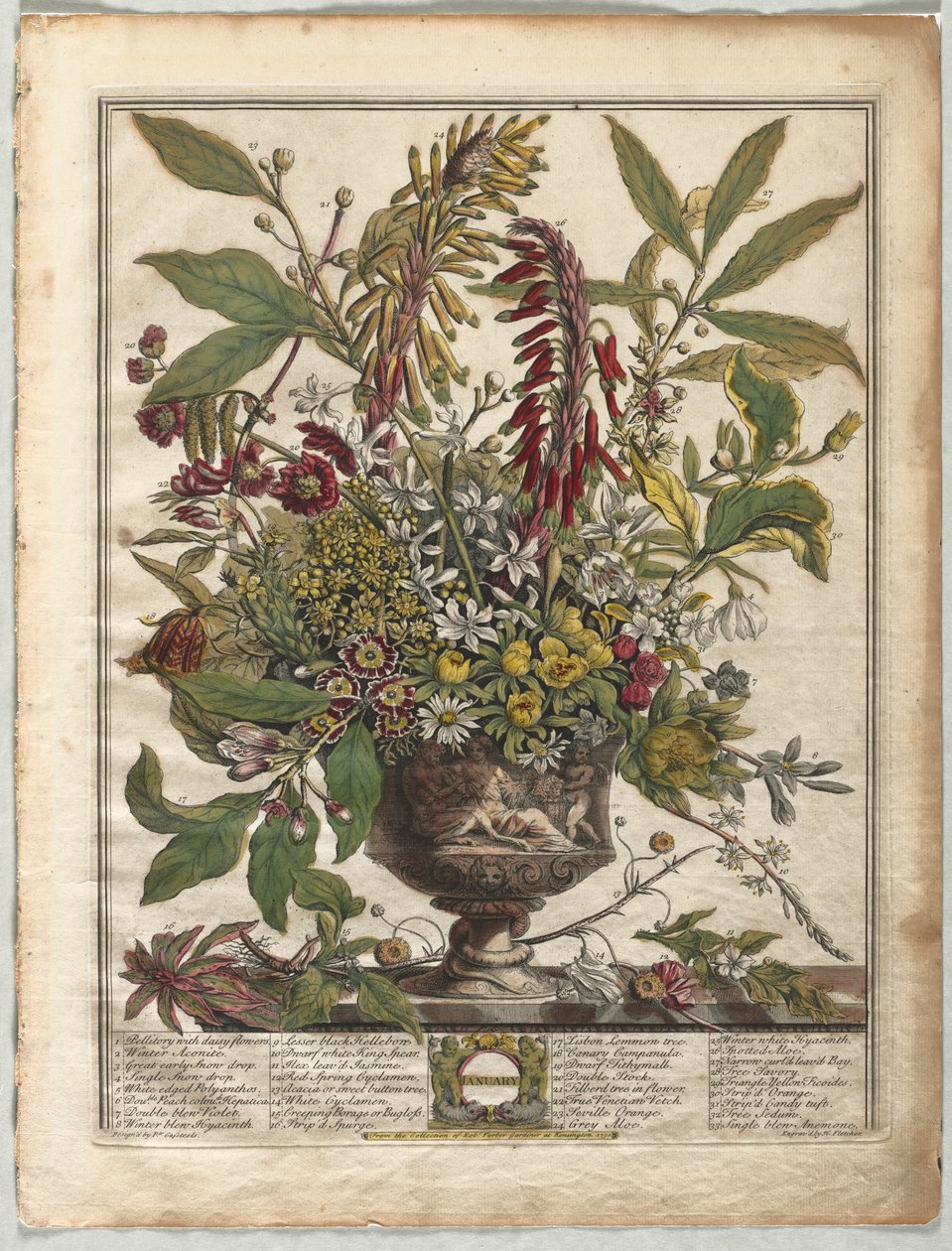 Tolv månaders blommor: januari av Henry Fletcher