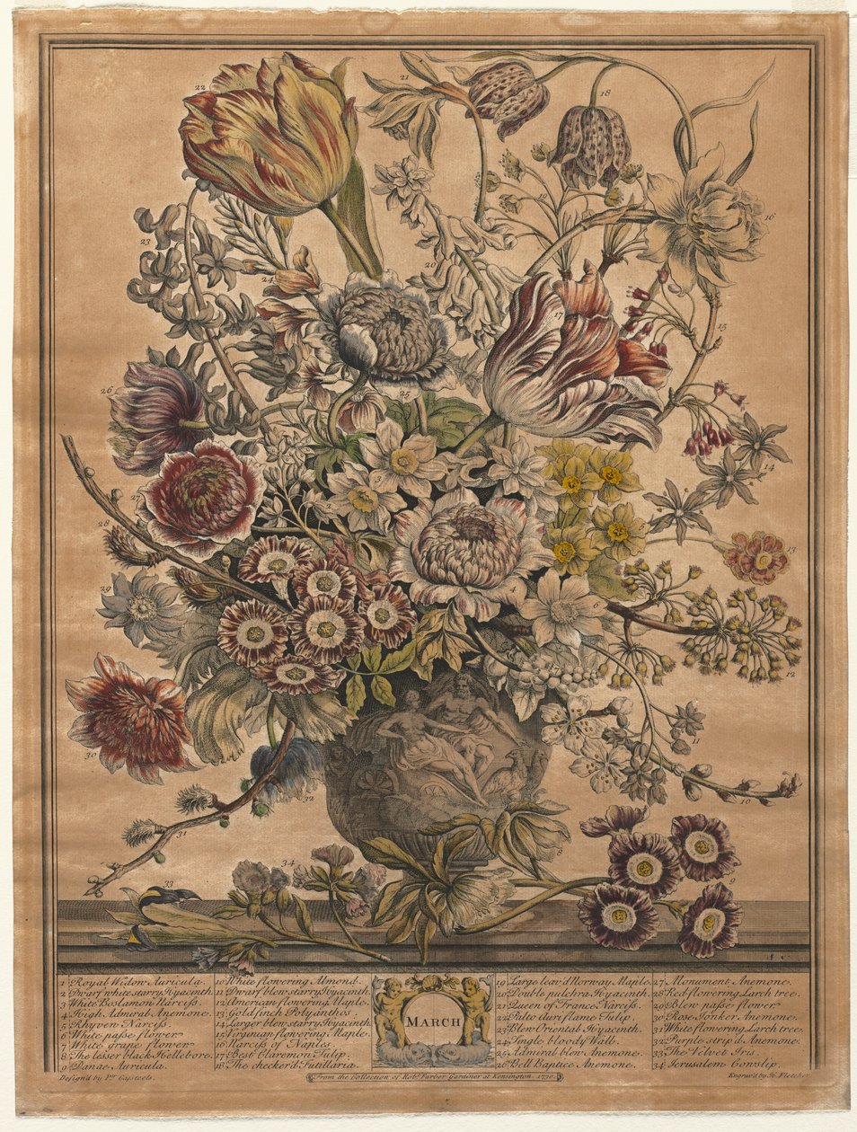 Tolv månaders blommor: mars 1730. av Henry Fletcher