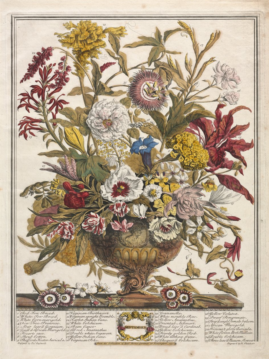 Tolv månaders blommor: september av Henry Fletcher