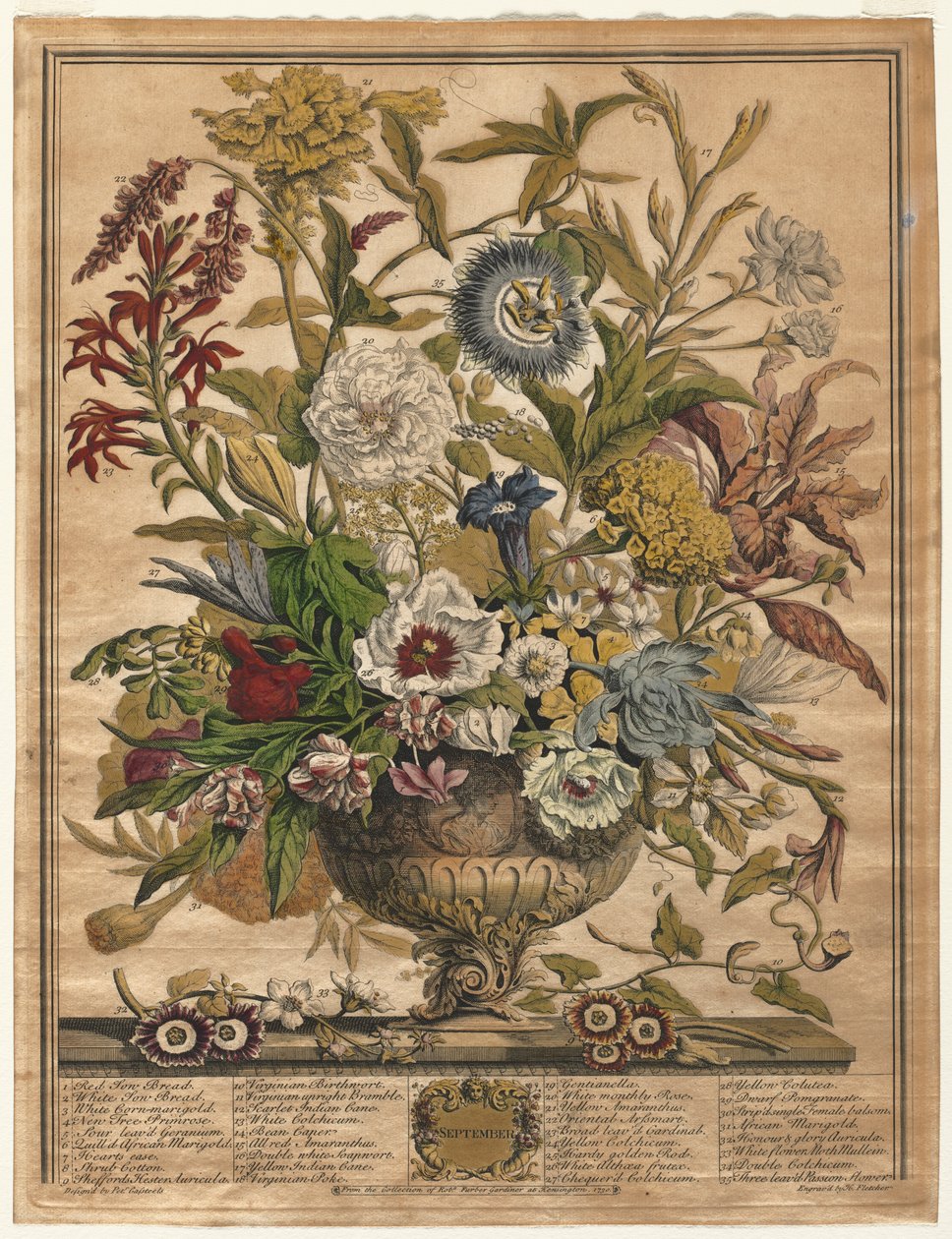 Tolv månaders blommor: september 1730. av Henry Fletcher