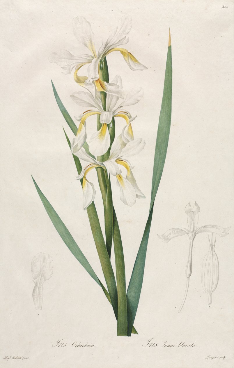 Guldbandig Iris av Henry Joseph Redouté
