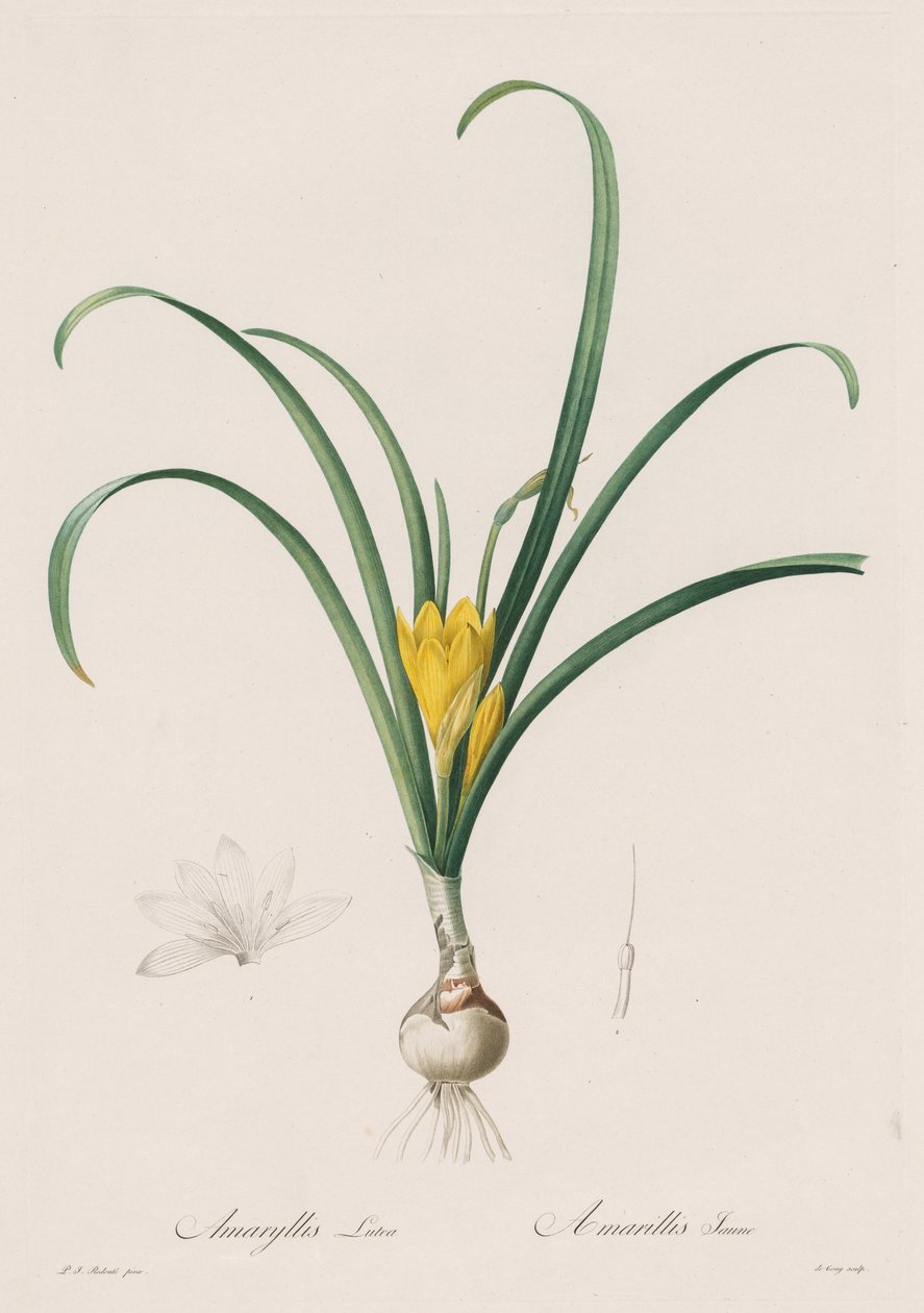 Liliaceae: Amaryllis Lutes av Henry Joseph Redouté