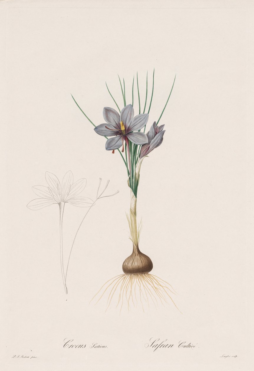 Liliaceae: Crocus Sativus av Henry Joseph Redouté