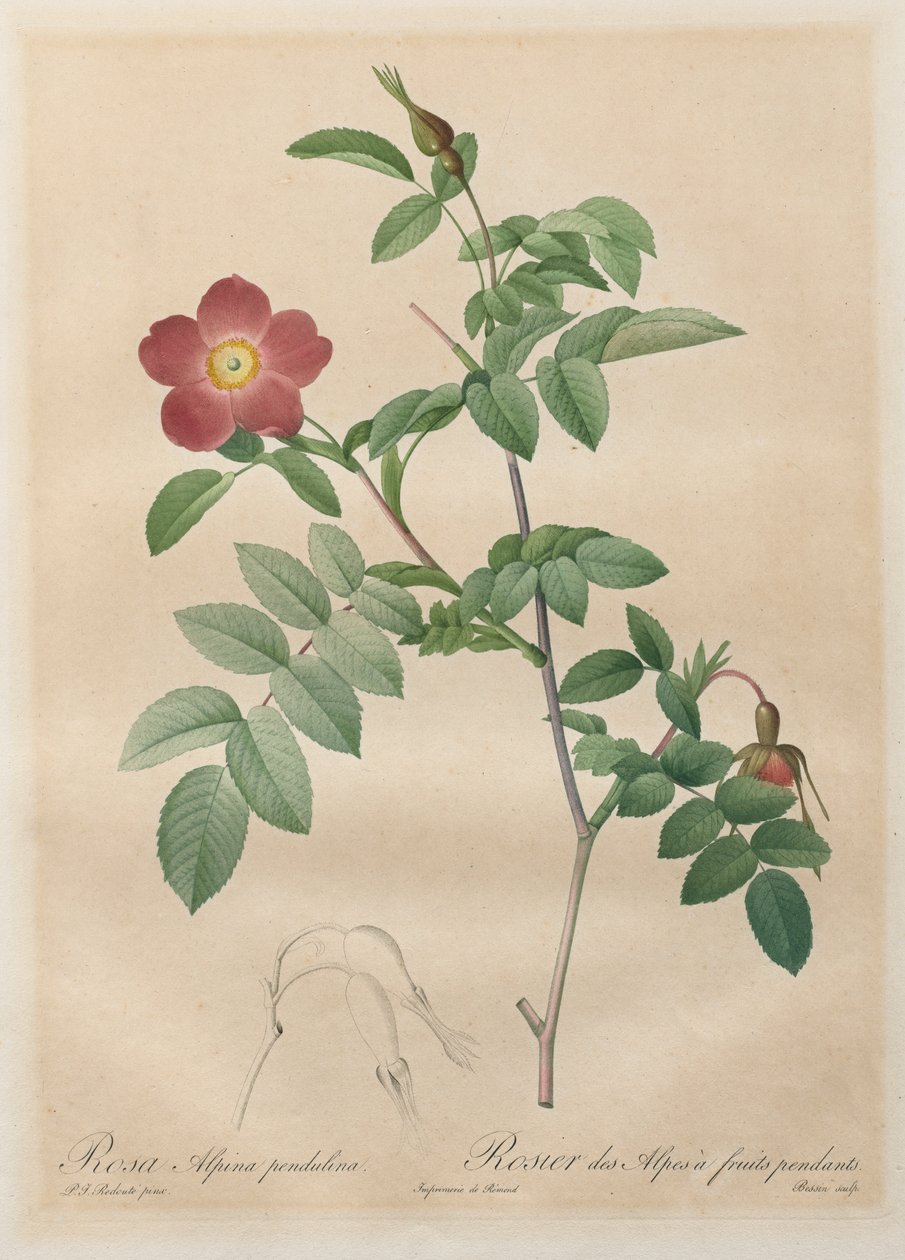 The Roses: Pendulin alpin ros av Henry Joseph Redouté