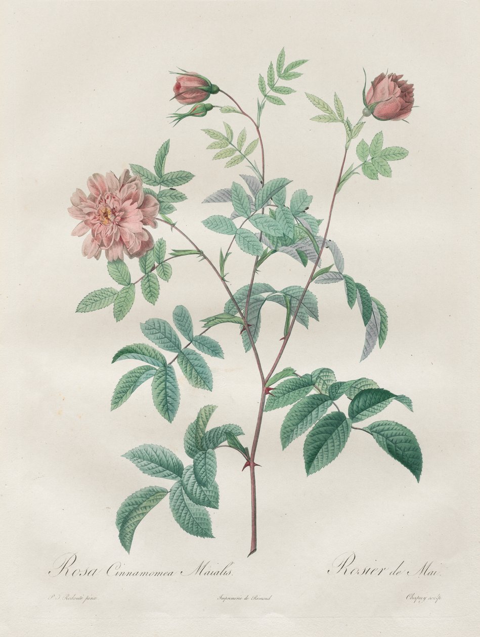 Les Roses: Kanelrosa av Henry Joseph Redouté