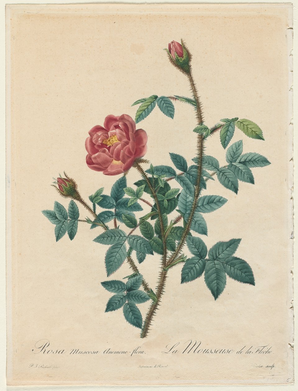 Moss Rose av Henry Joseph Redouté